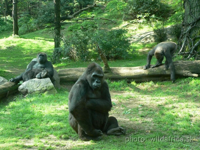 congo gorilla 11.jpg - Probably the happiest gorillas of the world.